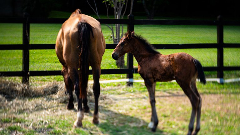 Demeure de luxe avec haras privé à la campagne de São Paulo