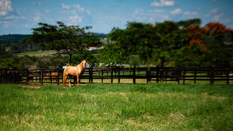 Villa di lusso con scuderia privata nella campagna di San Pa