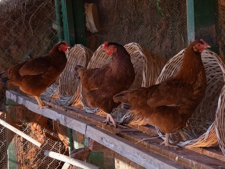 Belle ferme à Atibaia